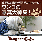 Dog in the Cafe